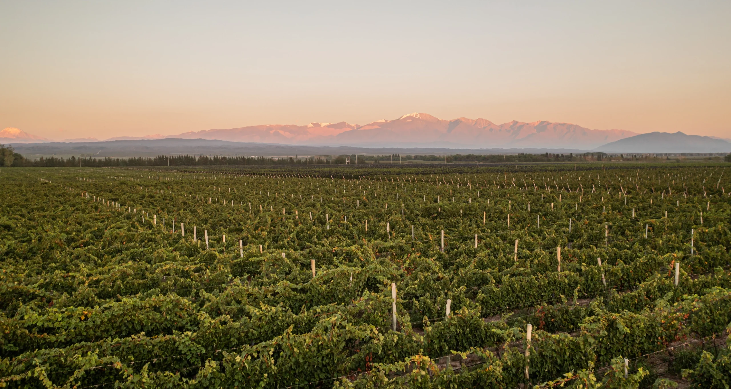 viñedos agrelo vendimia mendoza