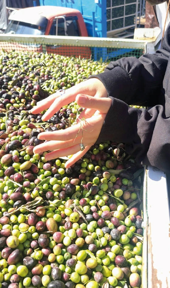 Bodegas Lujan Mendoza Vendimia