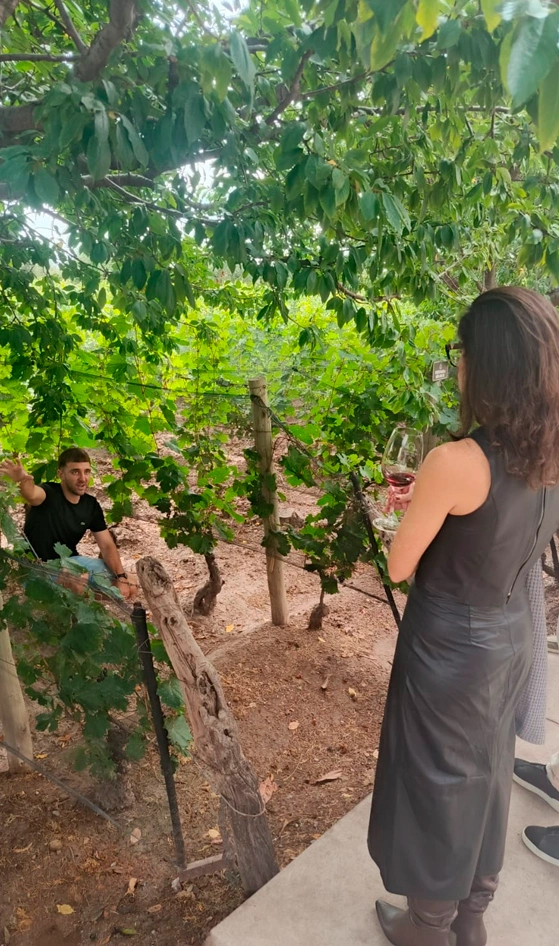 Bodegas Lujan Mendoza Vendimia