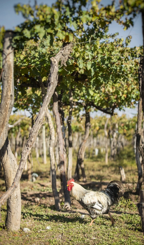 Bodegas Lujan Mendoza Vendimia