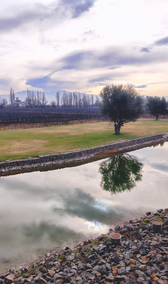Bodegas Lujan Mendoza Vendimia