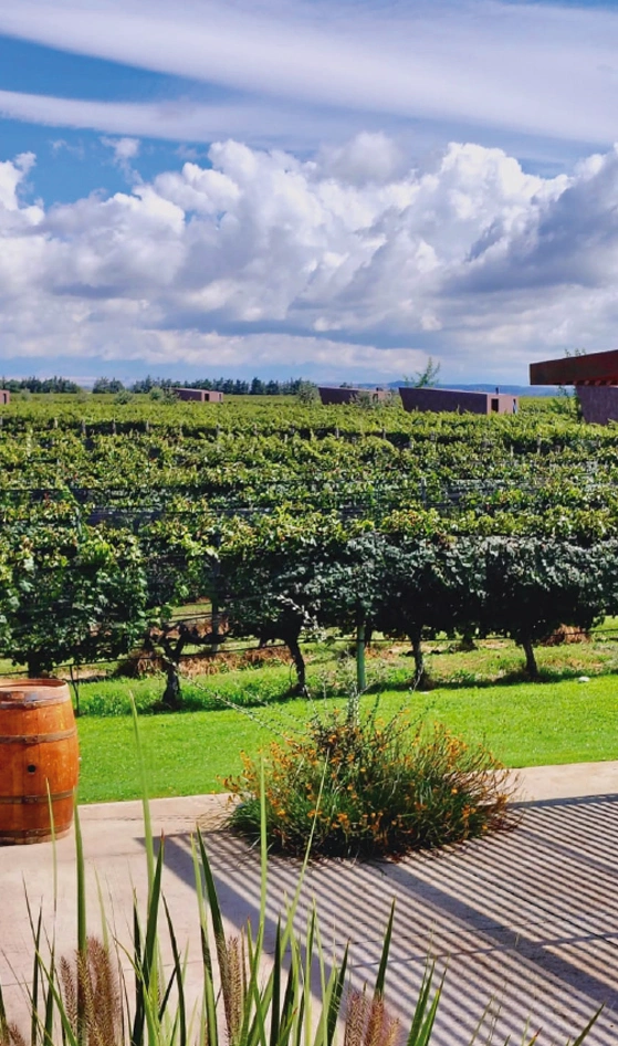 Bodegas Lujan Mendoza Vendimia