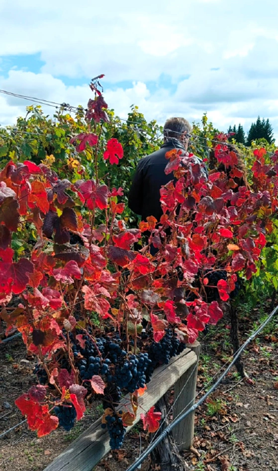 Bodegas Valle de Uco Mendoza Vendimia